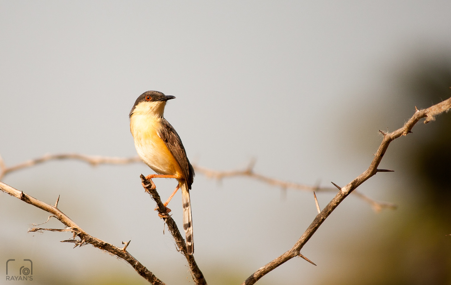 Ashy Prinia