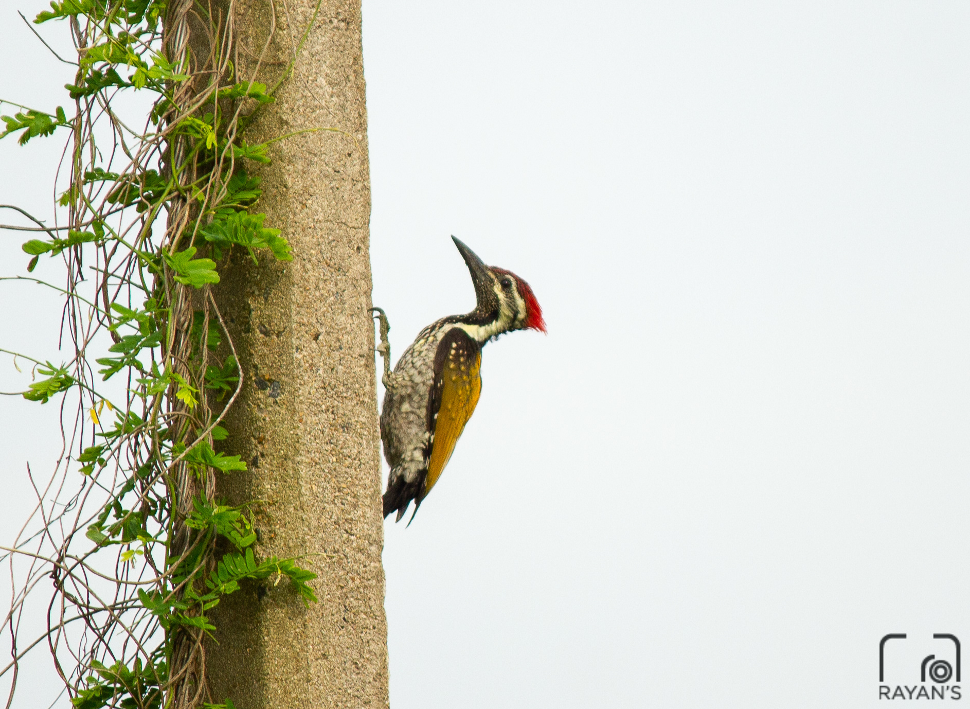 Black Rumped Flameback WoodPecker