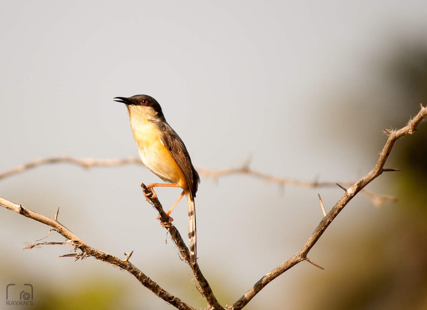 Ashy Prinia