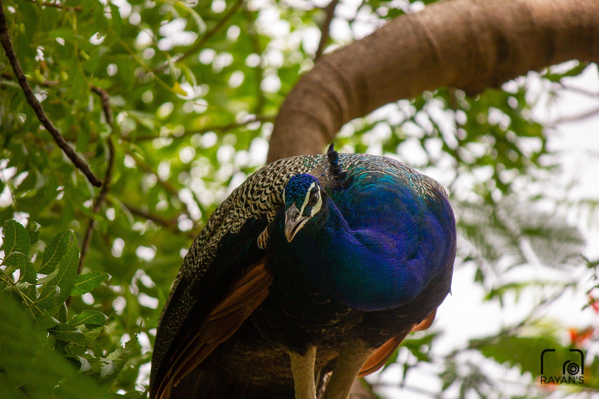 Indian Peafowl