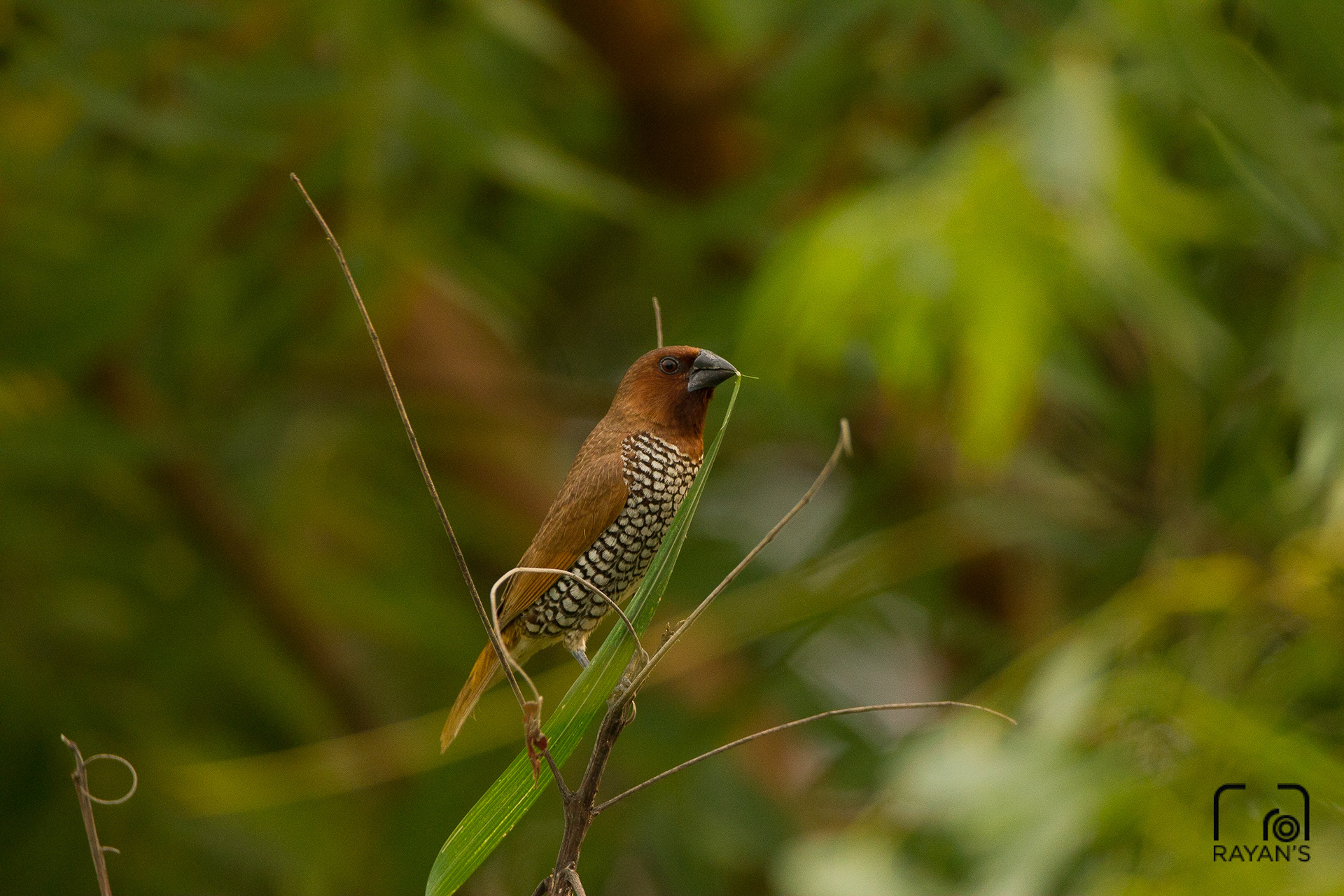 Scaly Breasted Munia