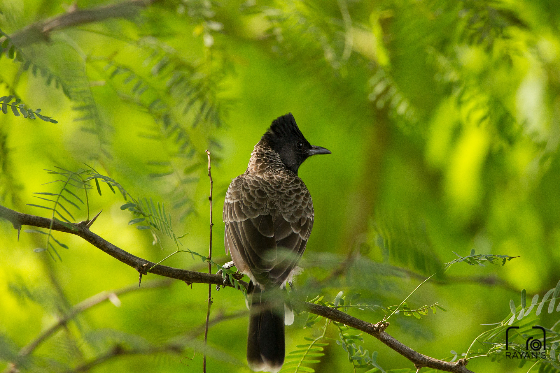 Red Vented Bulbul