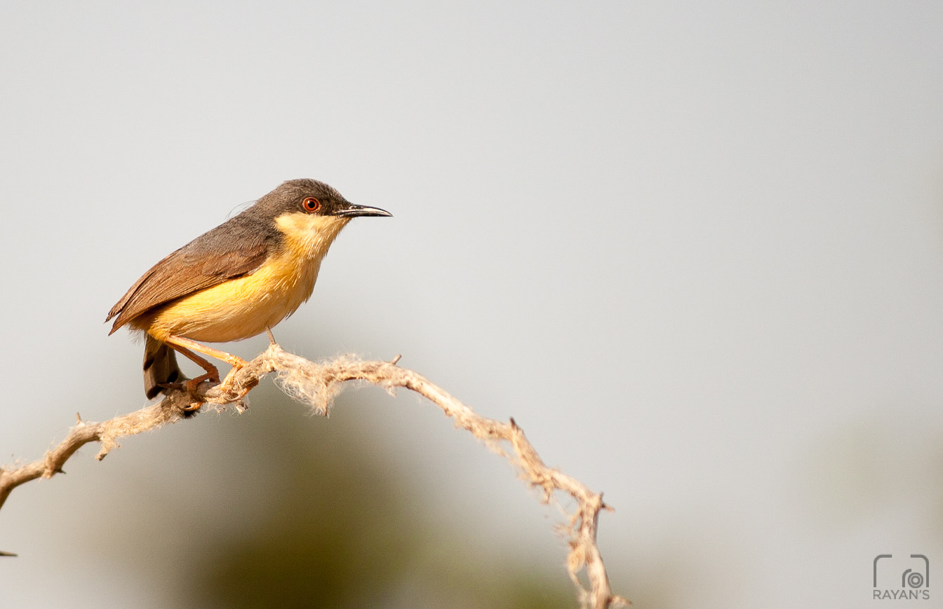 Ashy Prinia