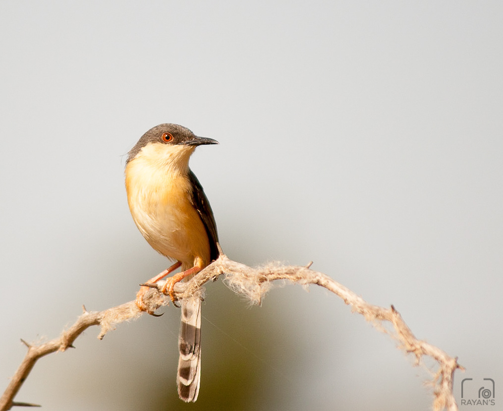 Ashy Prinia