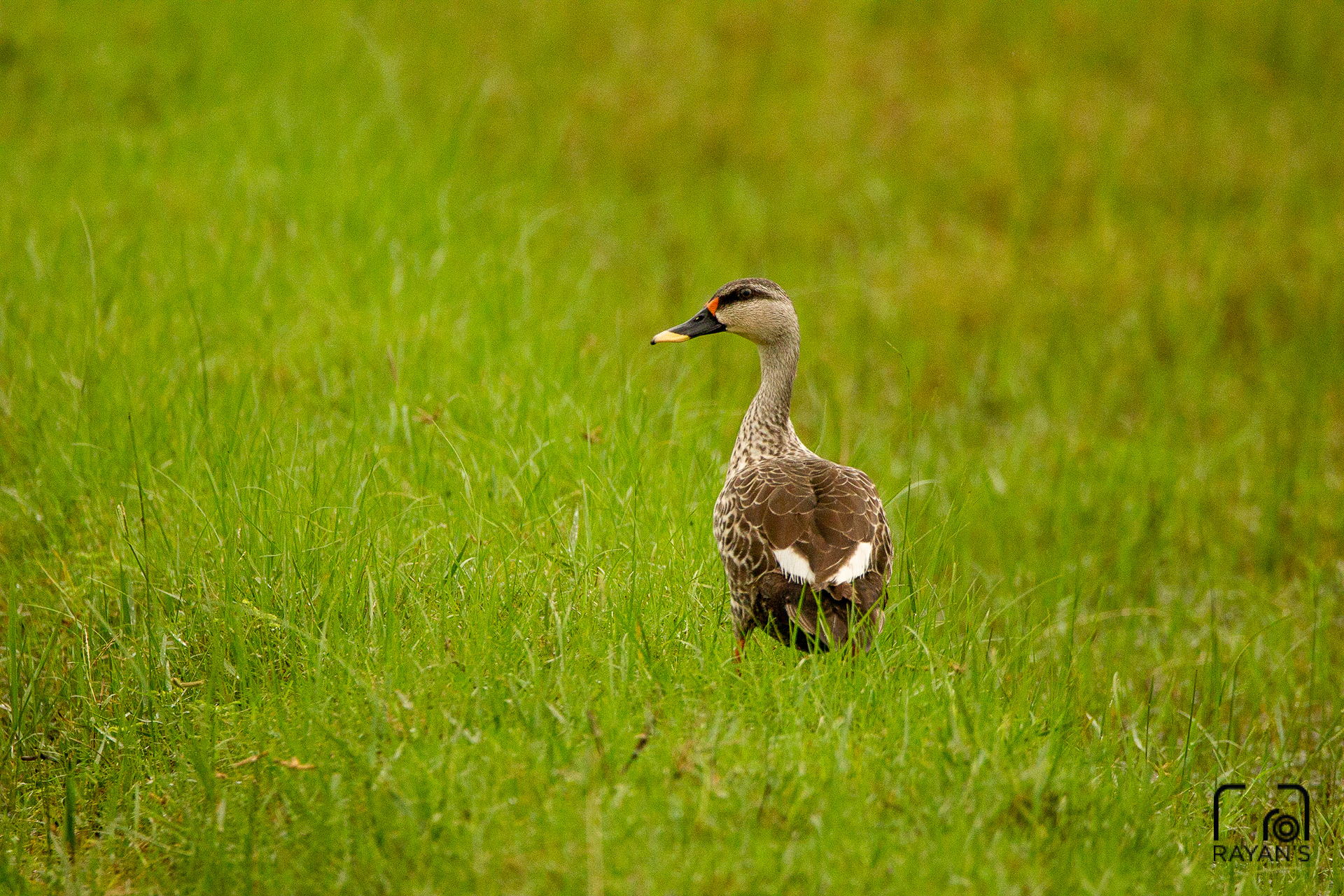 Indian Spot Billed Duck