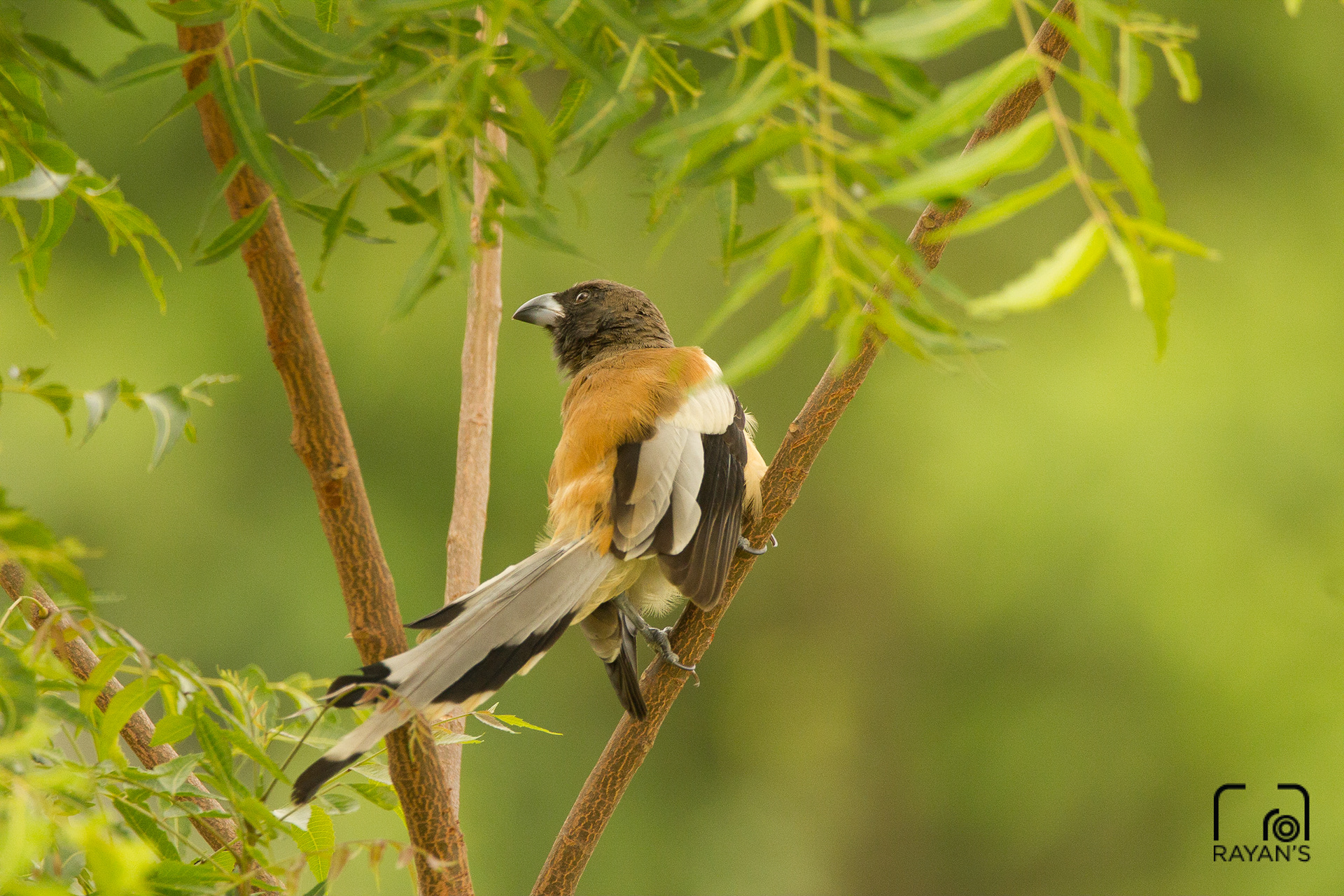 Rufous Treepie
