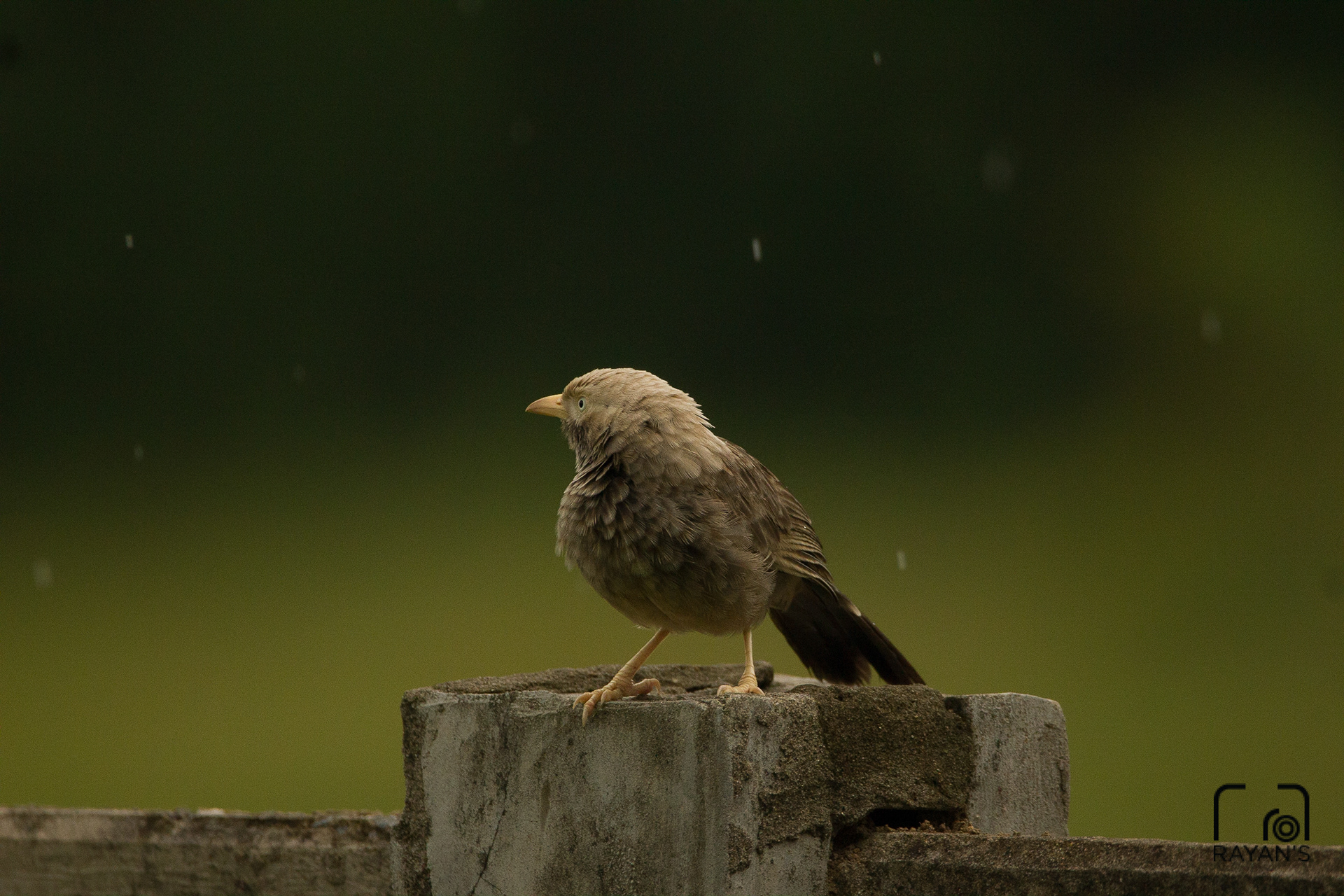 Yellow Billed Babler
