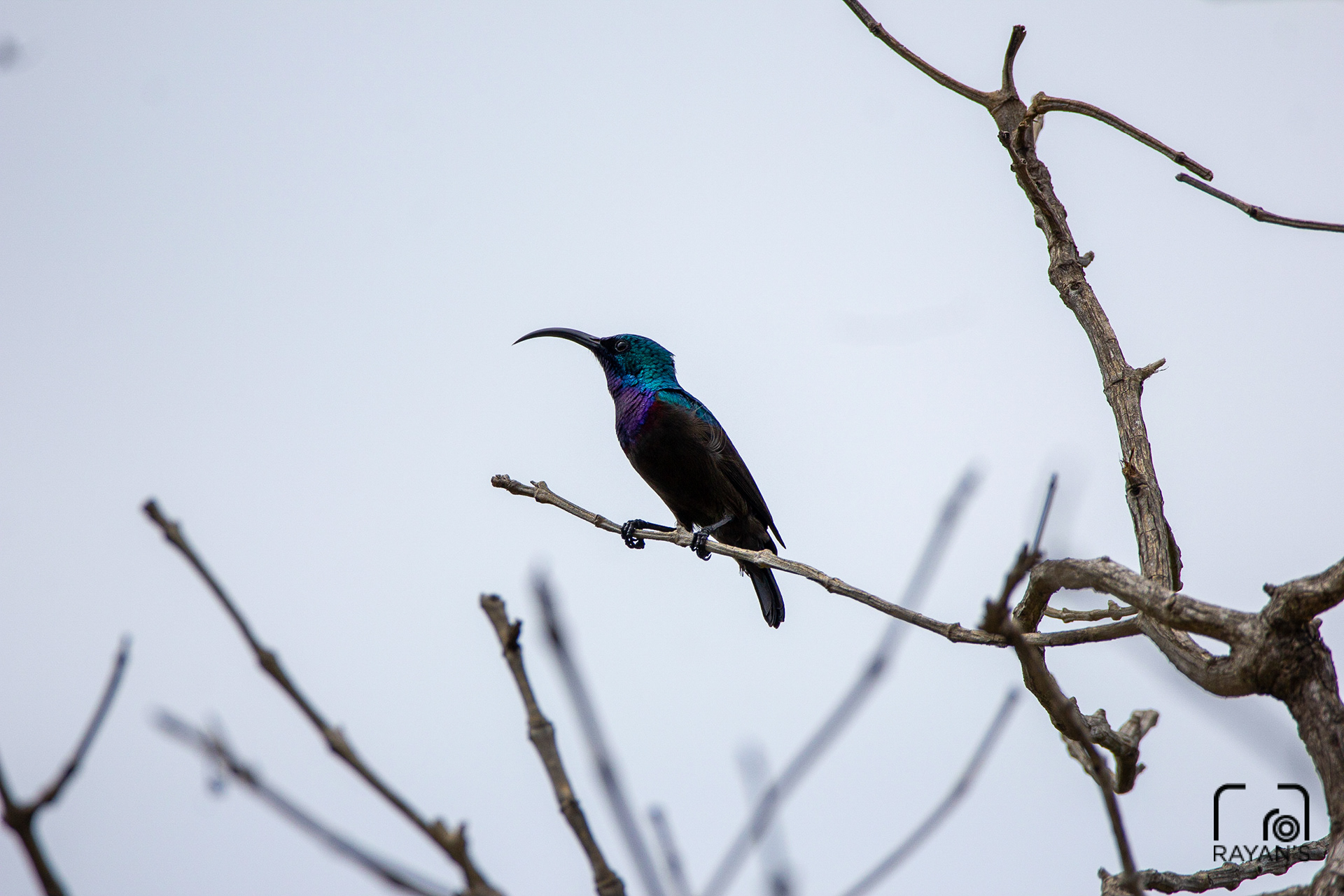 Purple Sunbird