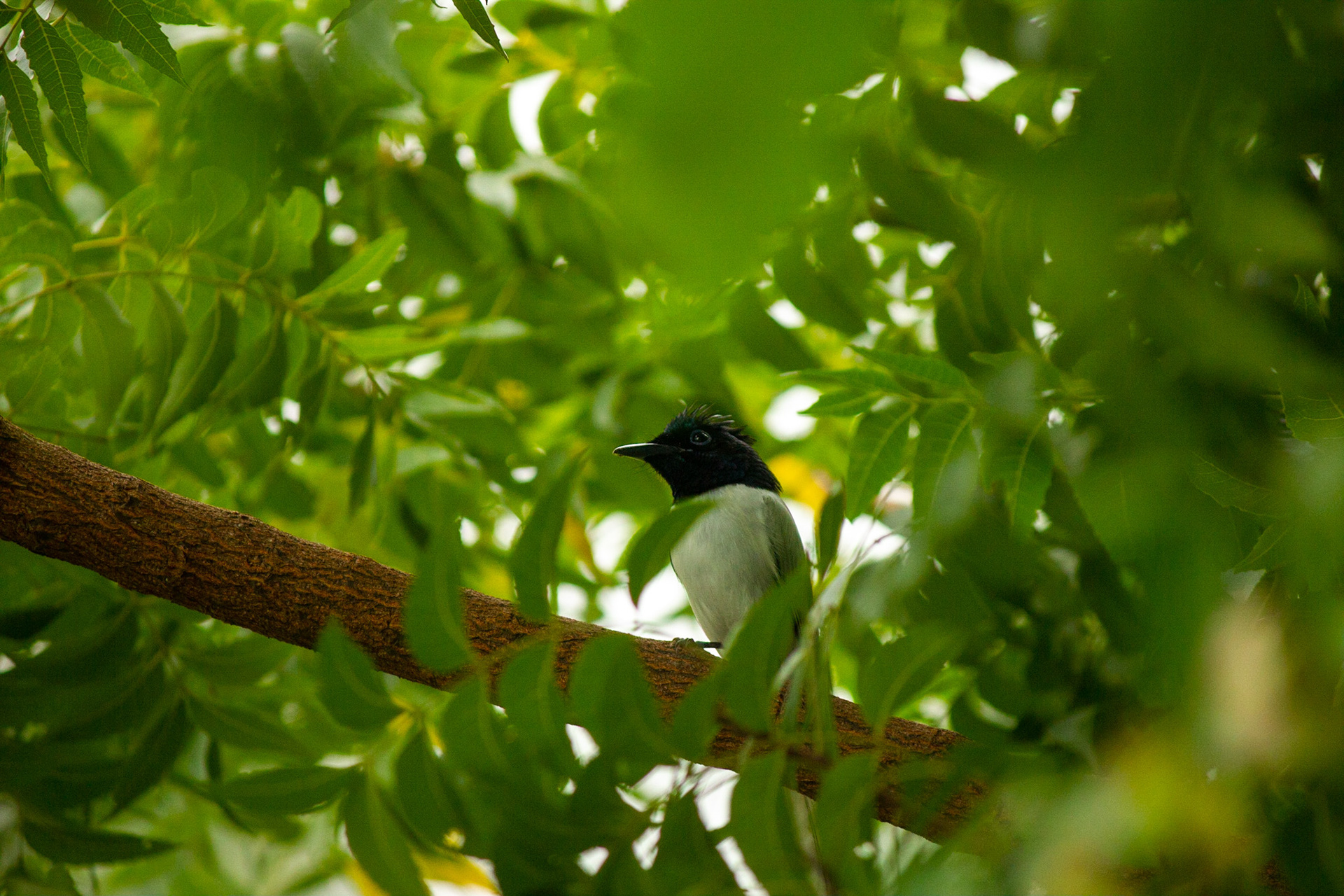 Indian Paradise Fly Catcher