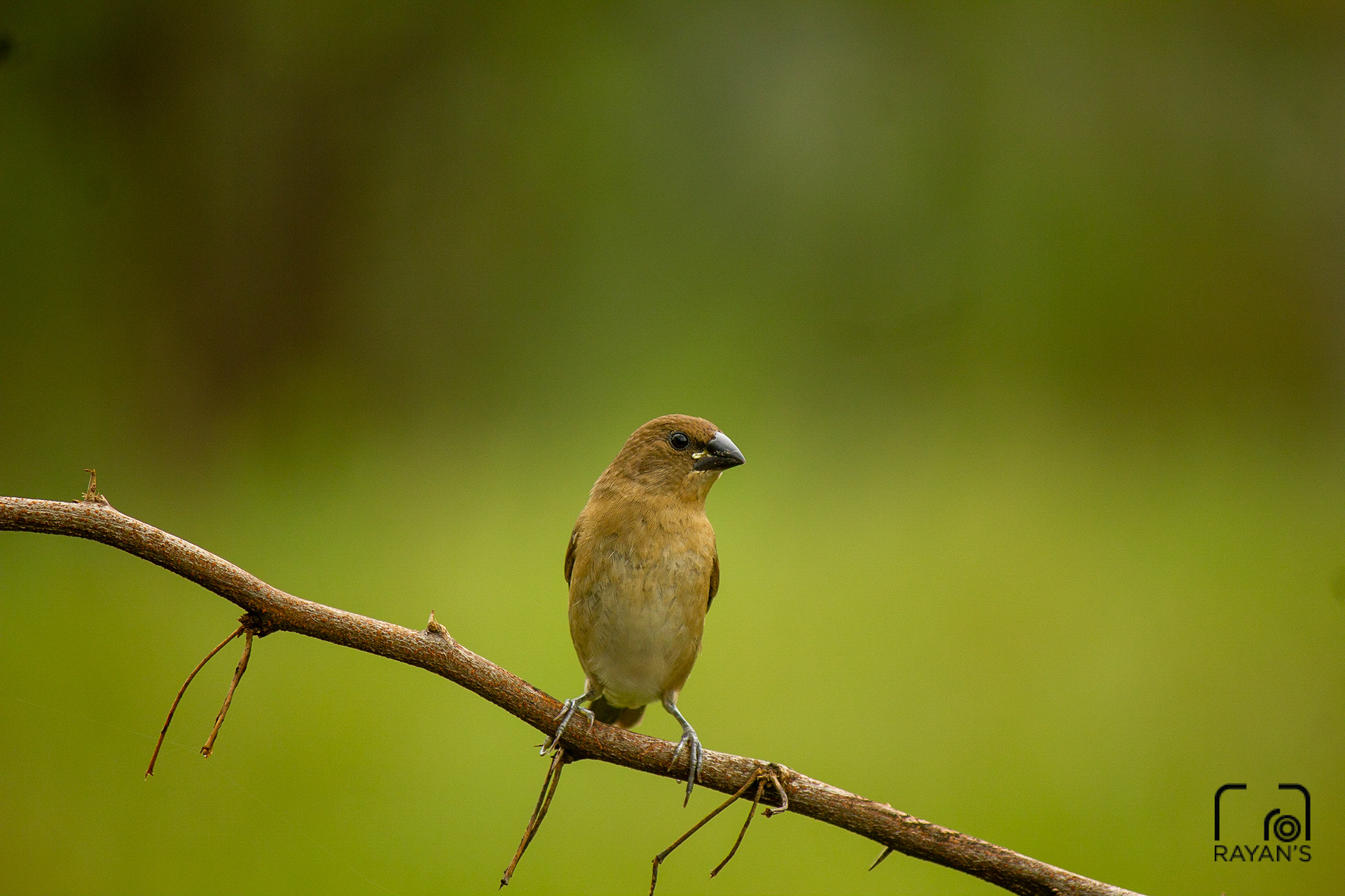 Scaly Breasted Munia