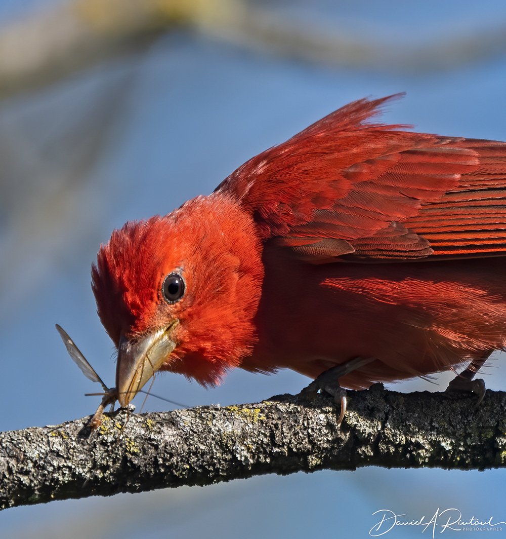 Summer Tanager 3