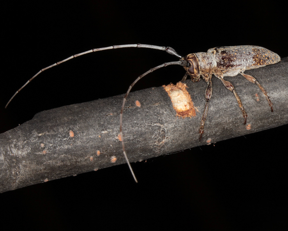 Twig-girdler