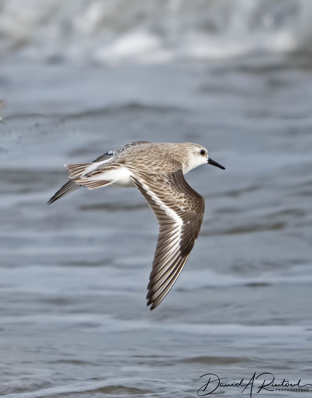 Sanderling