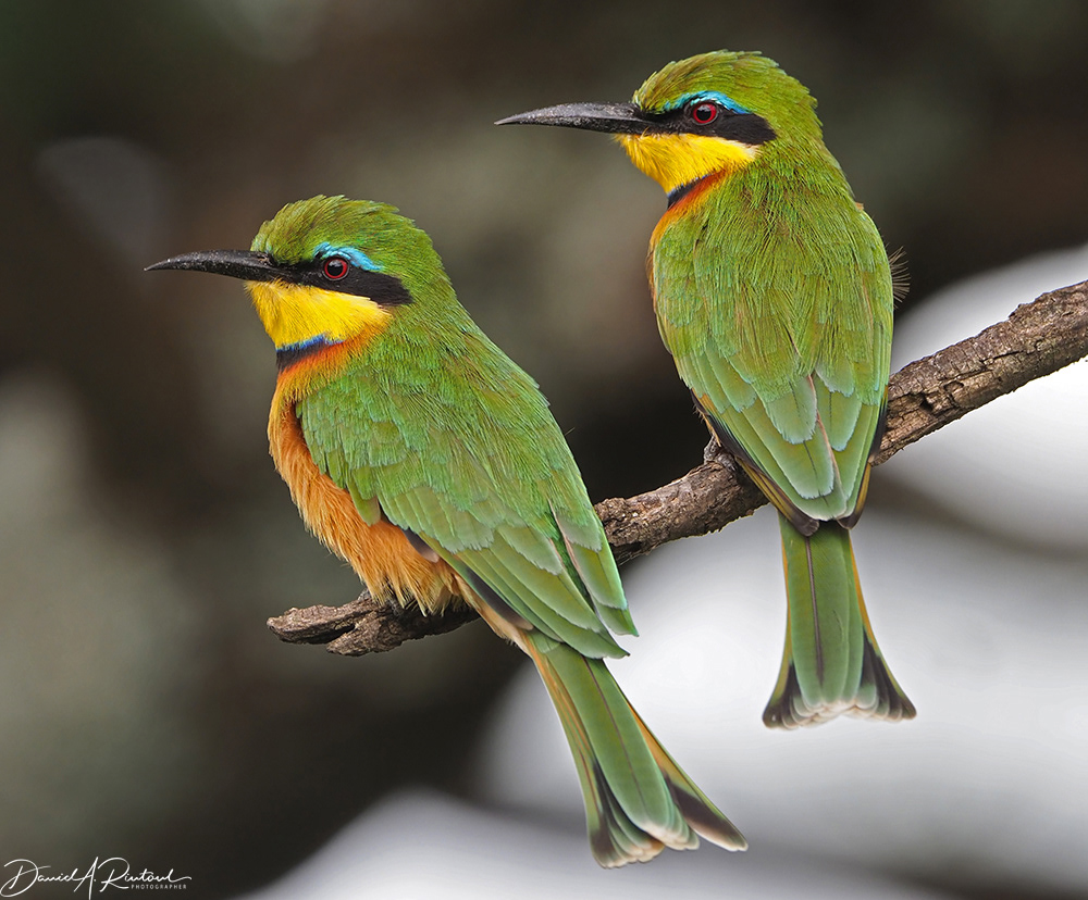 Little Bee-eater 4