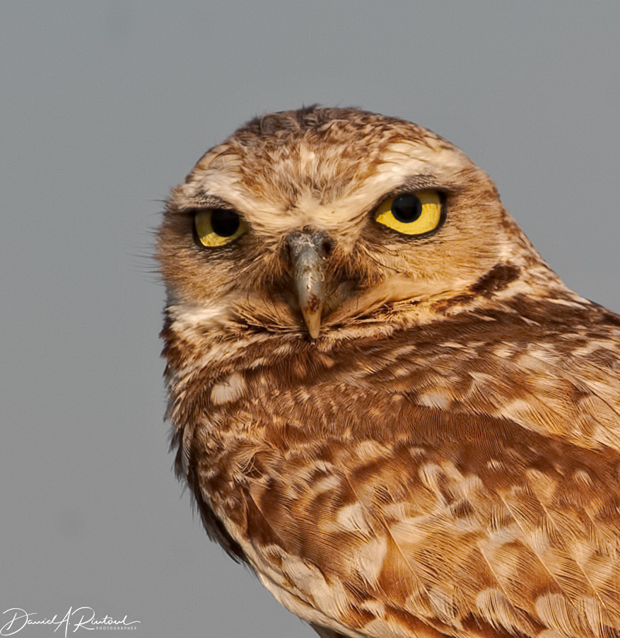 Burrowing Owl 1