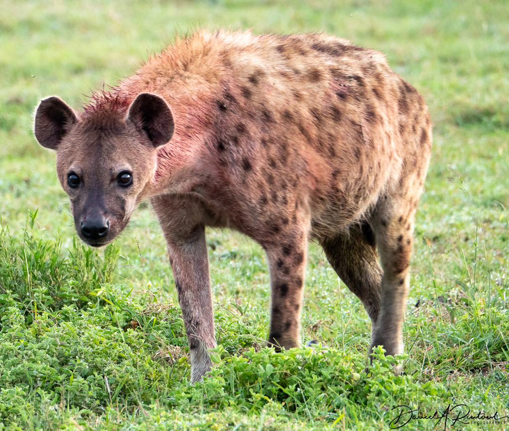Hyena looking for breakfast