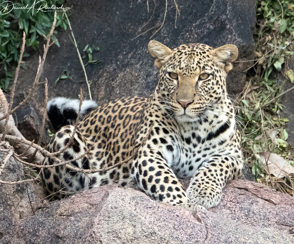 mama leopard