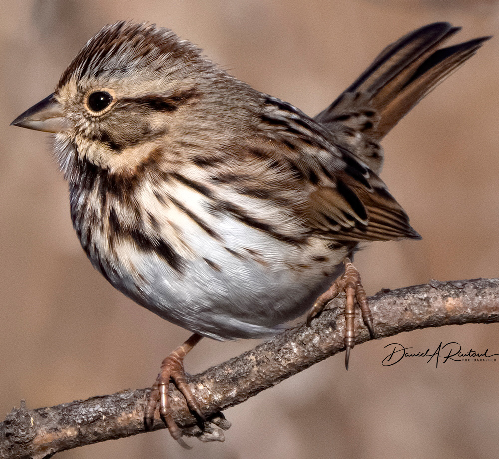 Song Sparrow
