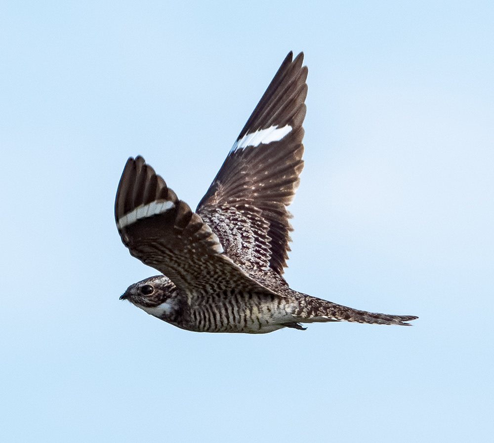 Common Nighthawk 3