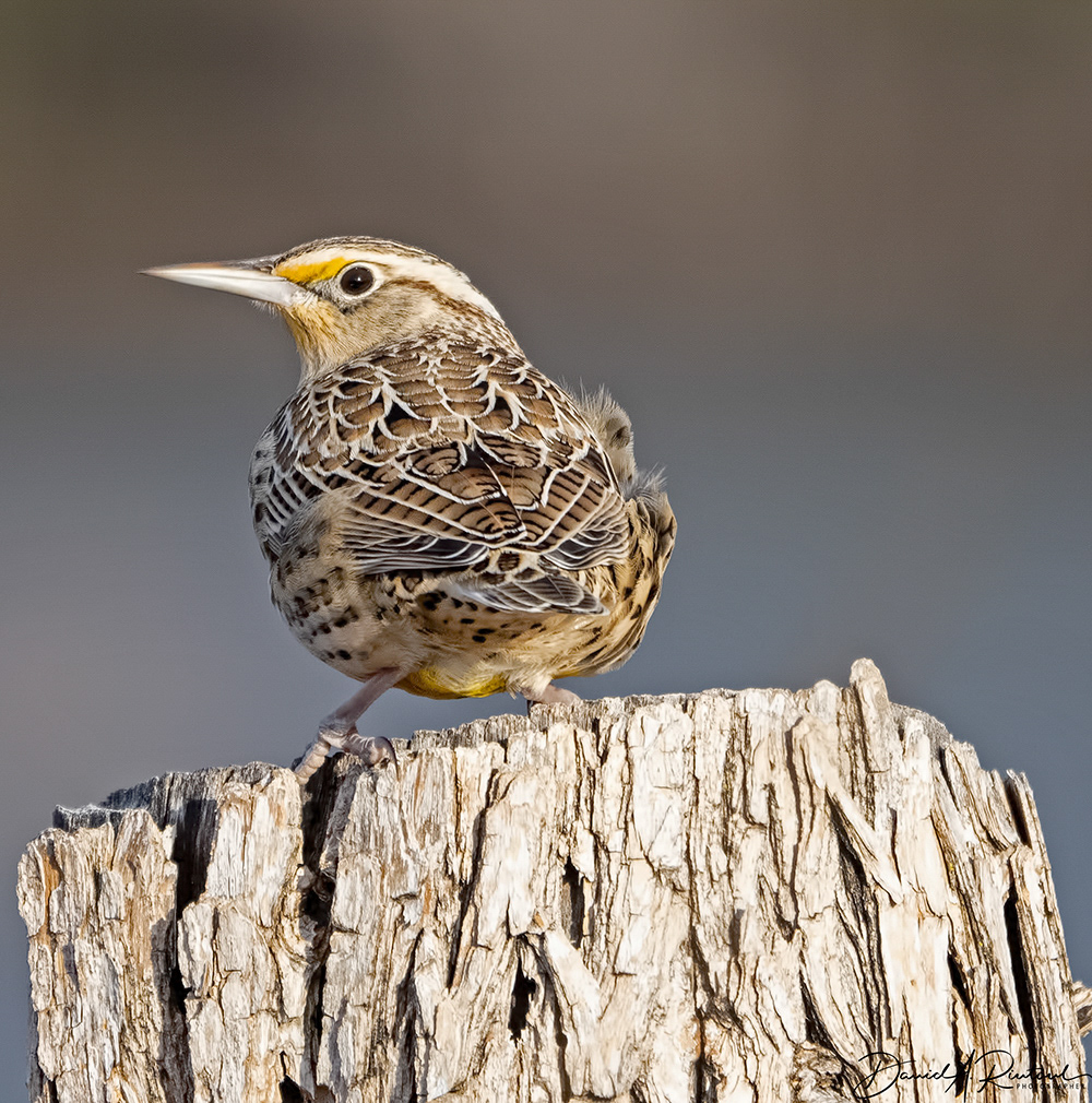 Western Meadowlark 1
