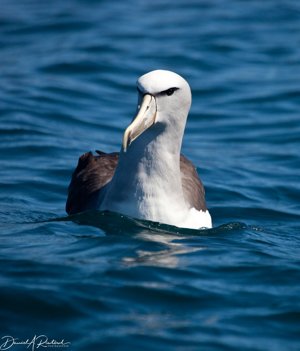 White-capped Albatross