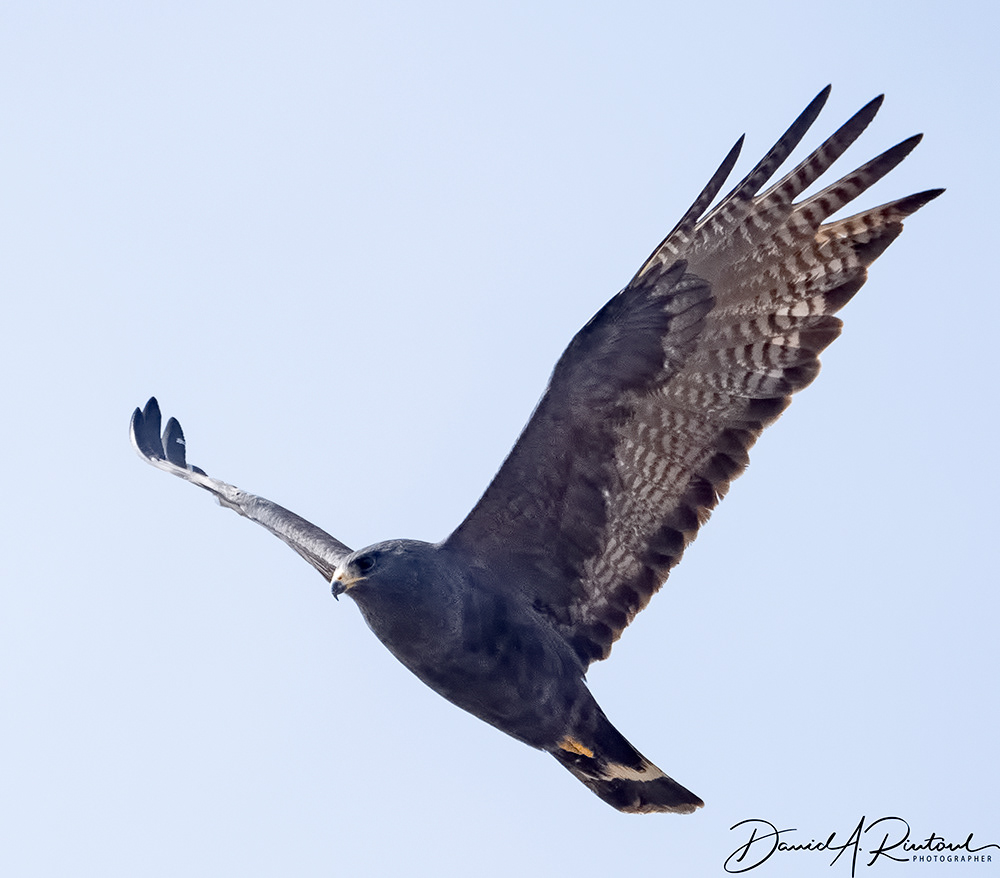 Zone-tailed Hawk