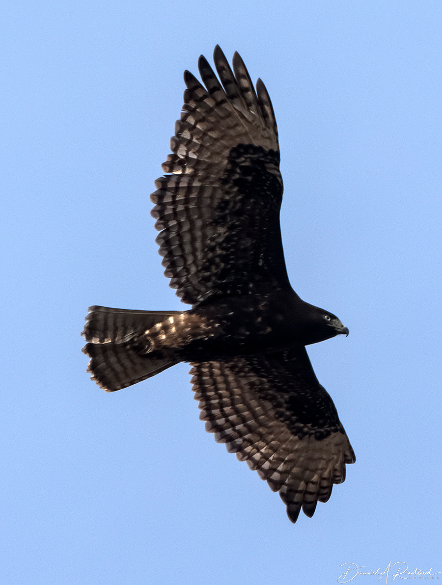 Red-tailed Hawk 14