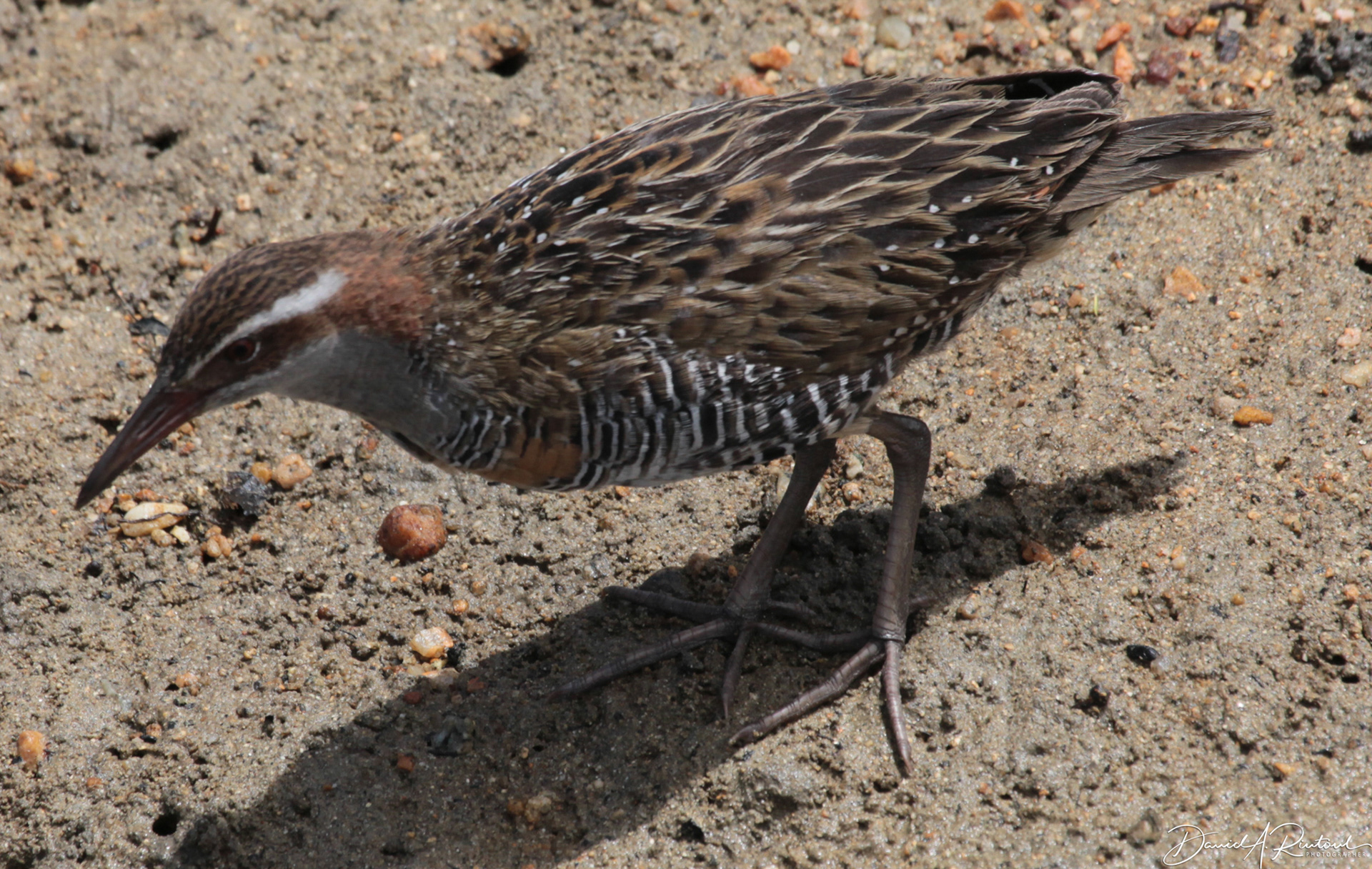 Banded Rail