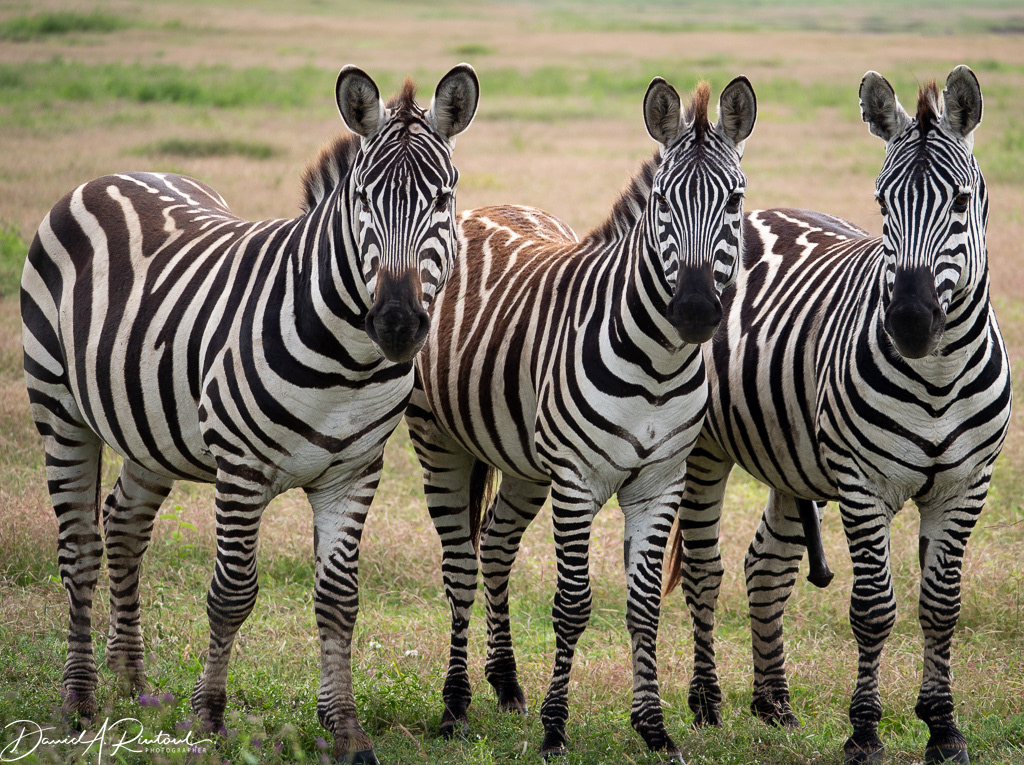 Three zebras