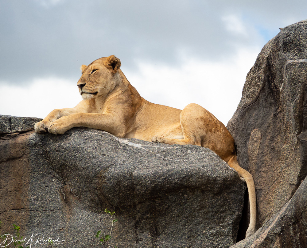 Lioness on kopje