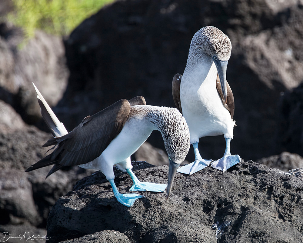 Blue-footed Booby dance steps 4