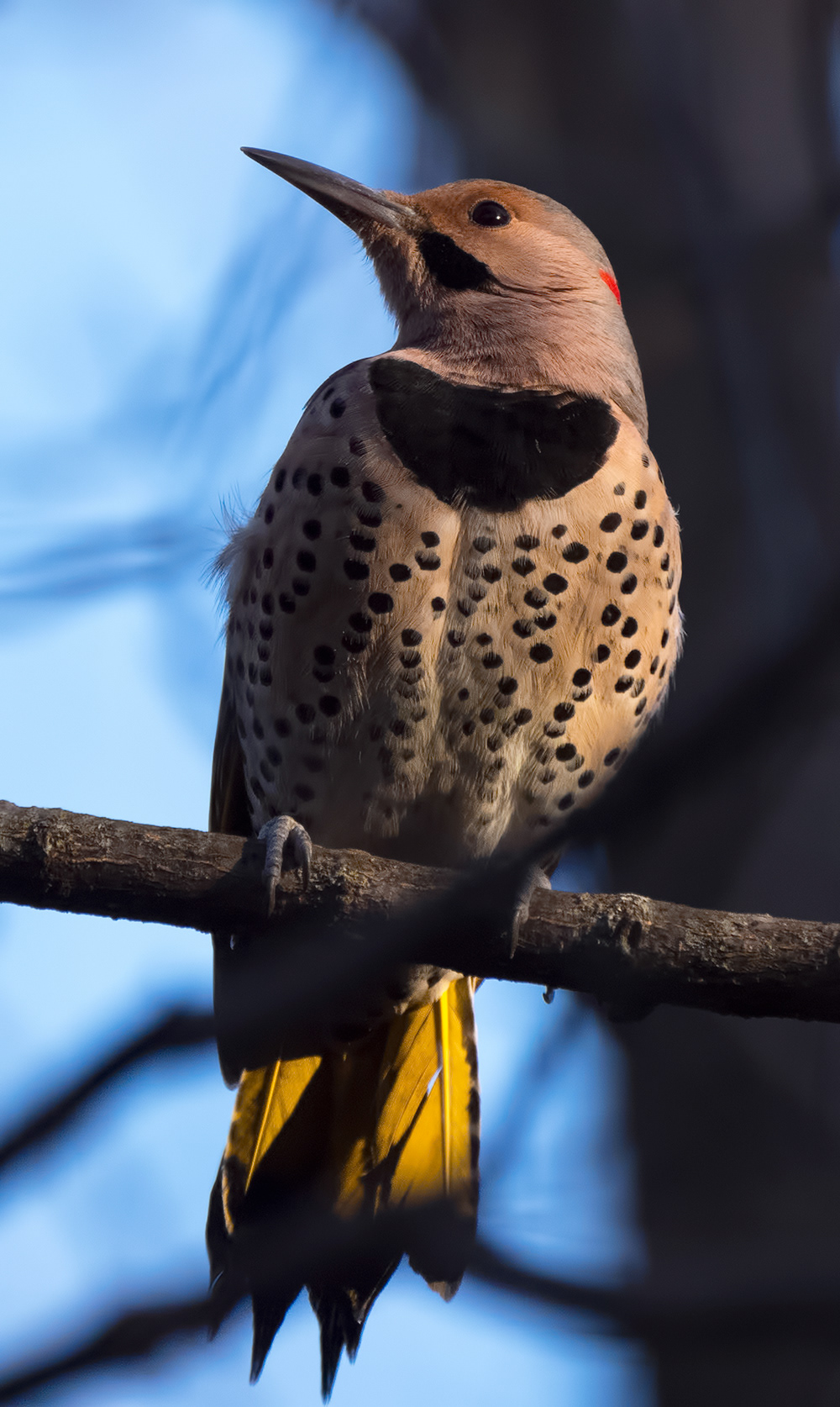Northern Flicker