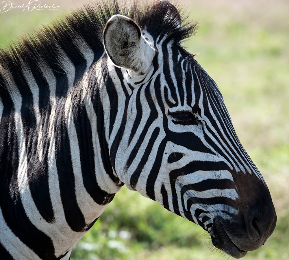 Zebra portrait