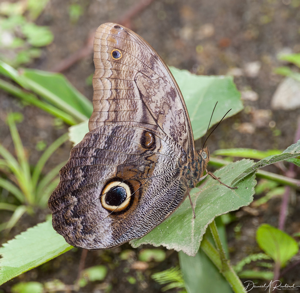 Owl Butterfly