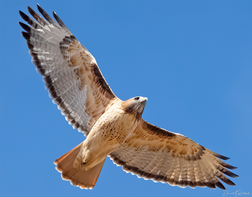 Red-tailed Hawk 13