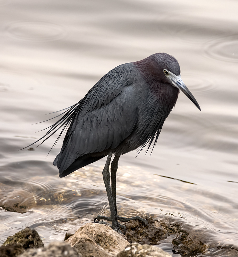 Little Blue Heron 2