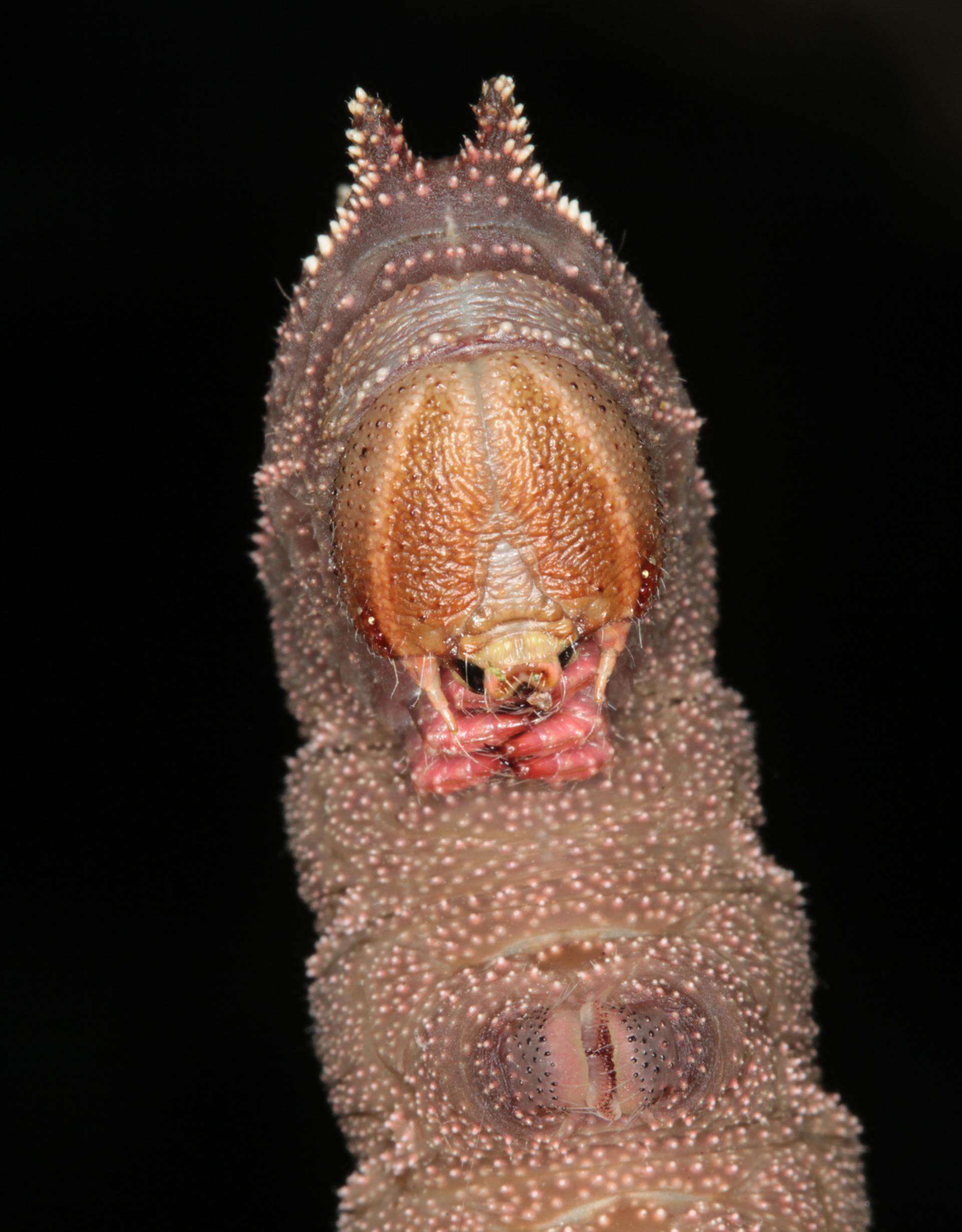 Walnut Sphinx caterpillar