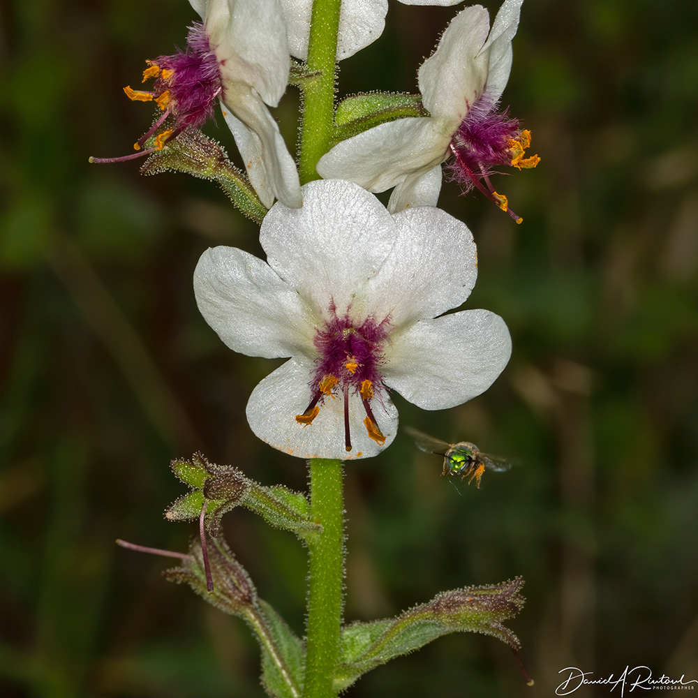 Moth Mullein and Sweatbee