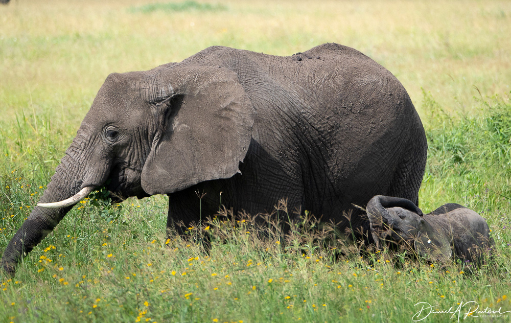 Mama and new baby elephant II