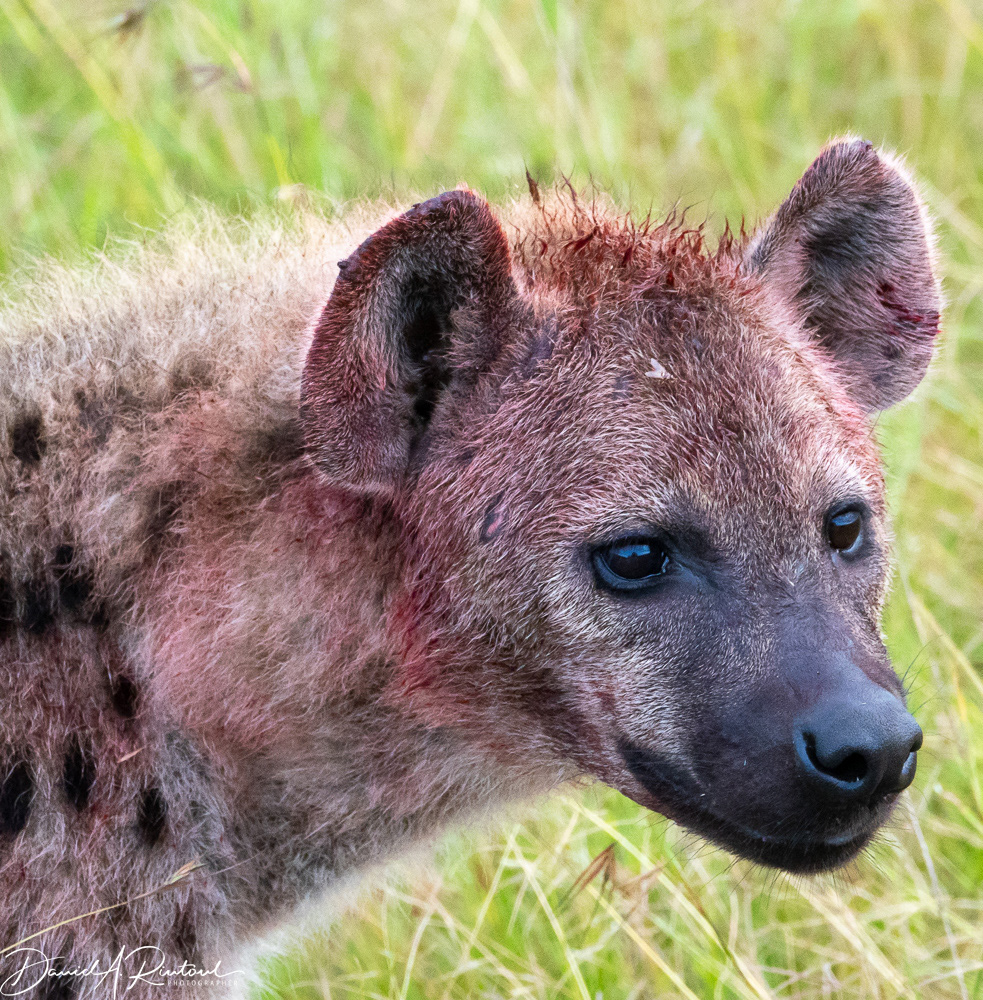 Spotted Hyena