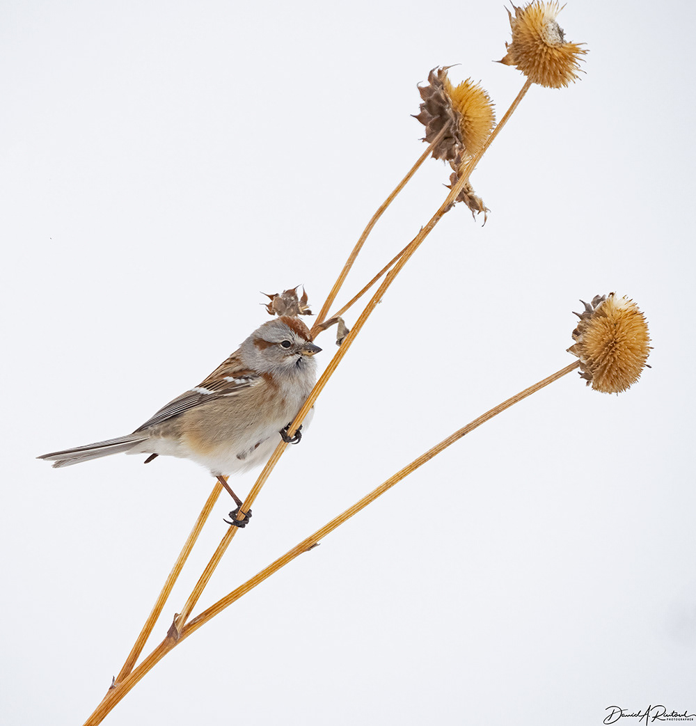American Tree Sparrow