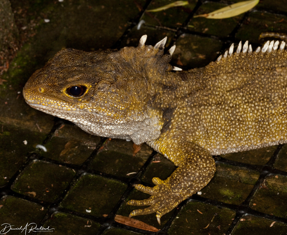 Tuatara
