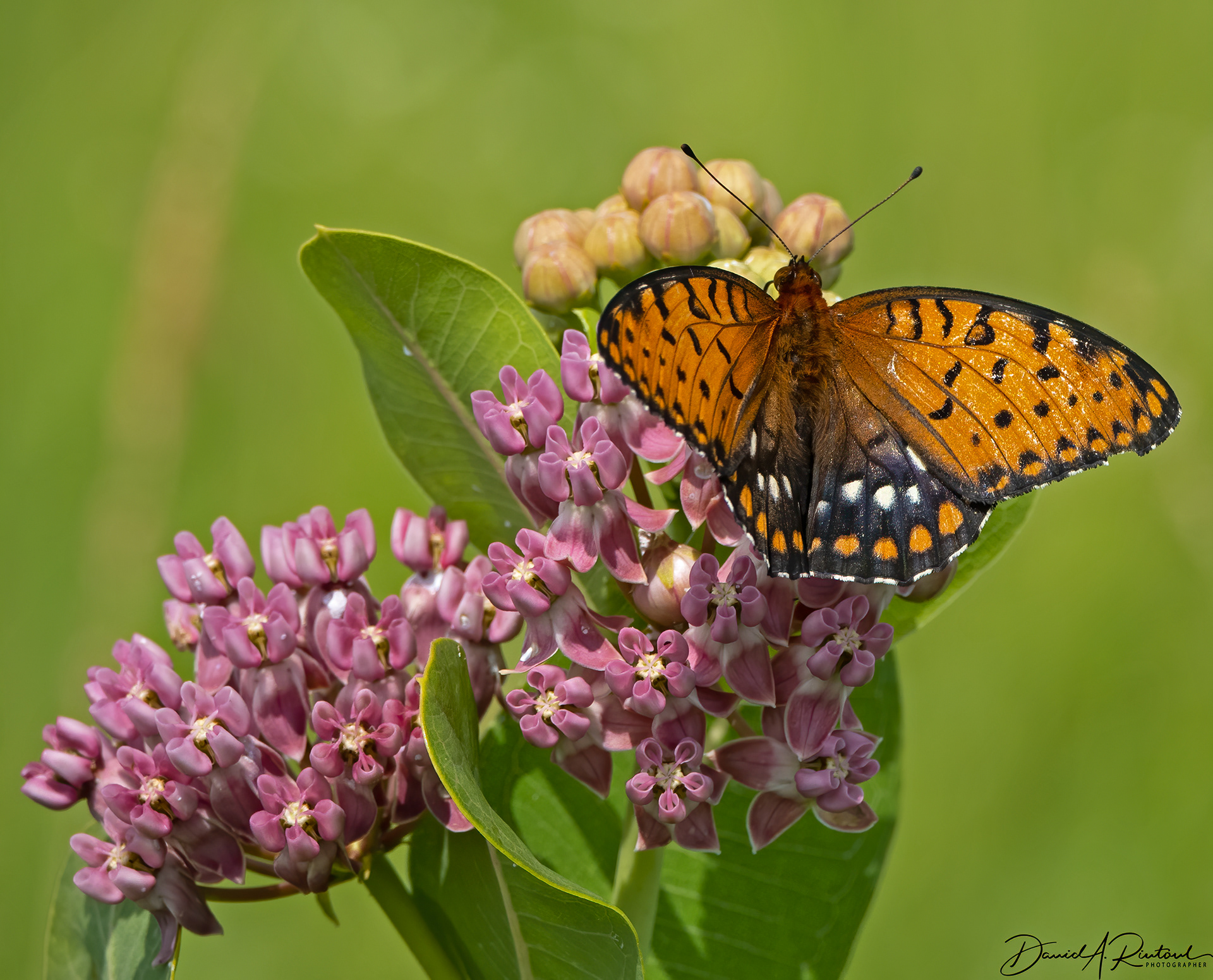 Regal Fritillary on Common Milkweed