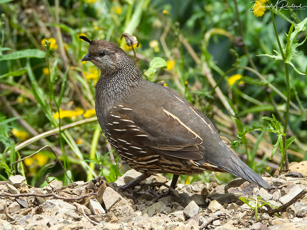 California Quail