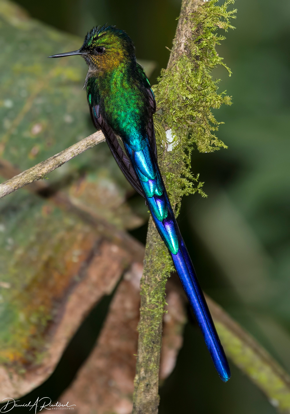 Violet-tailed Sylph