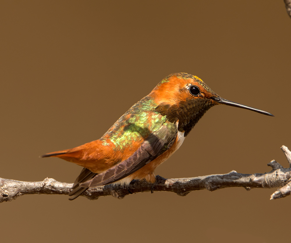 Allen's Hummingbird 1