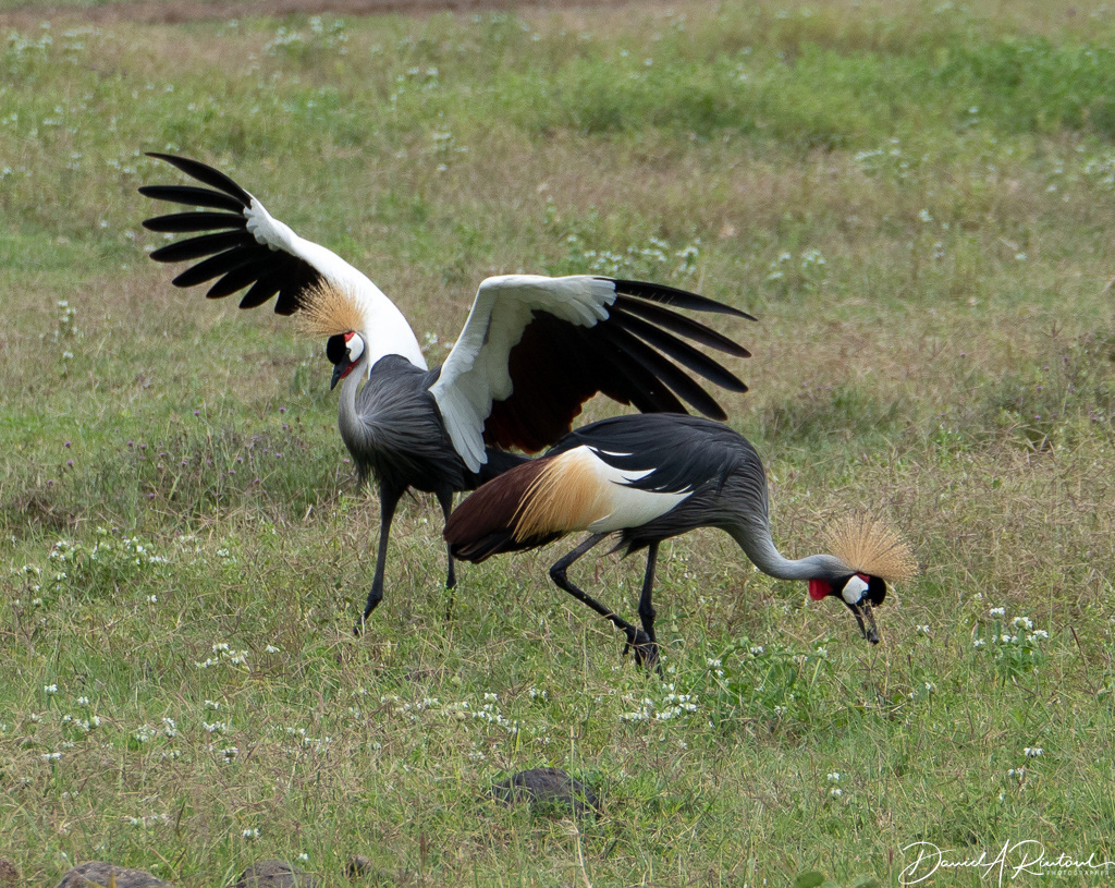 Crowned Crane couple