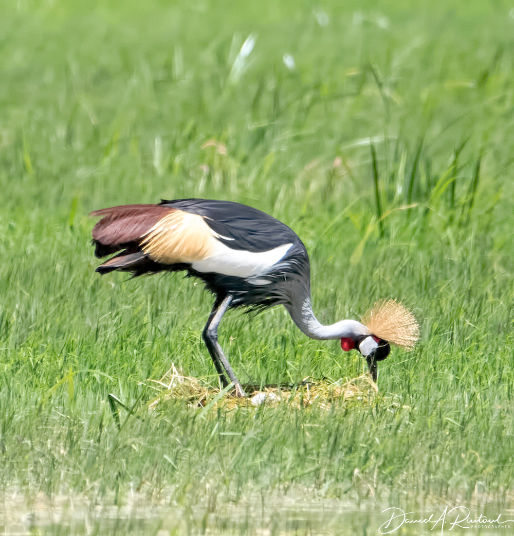 Crowned Crane nesting