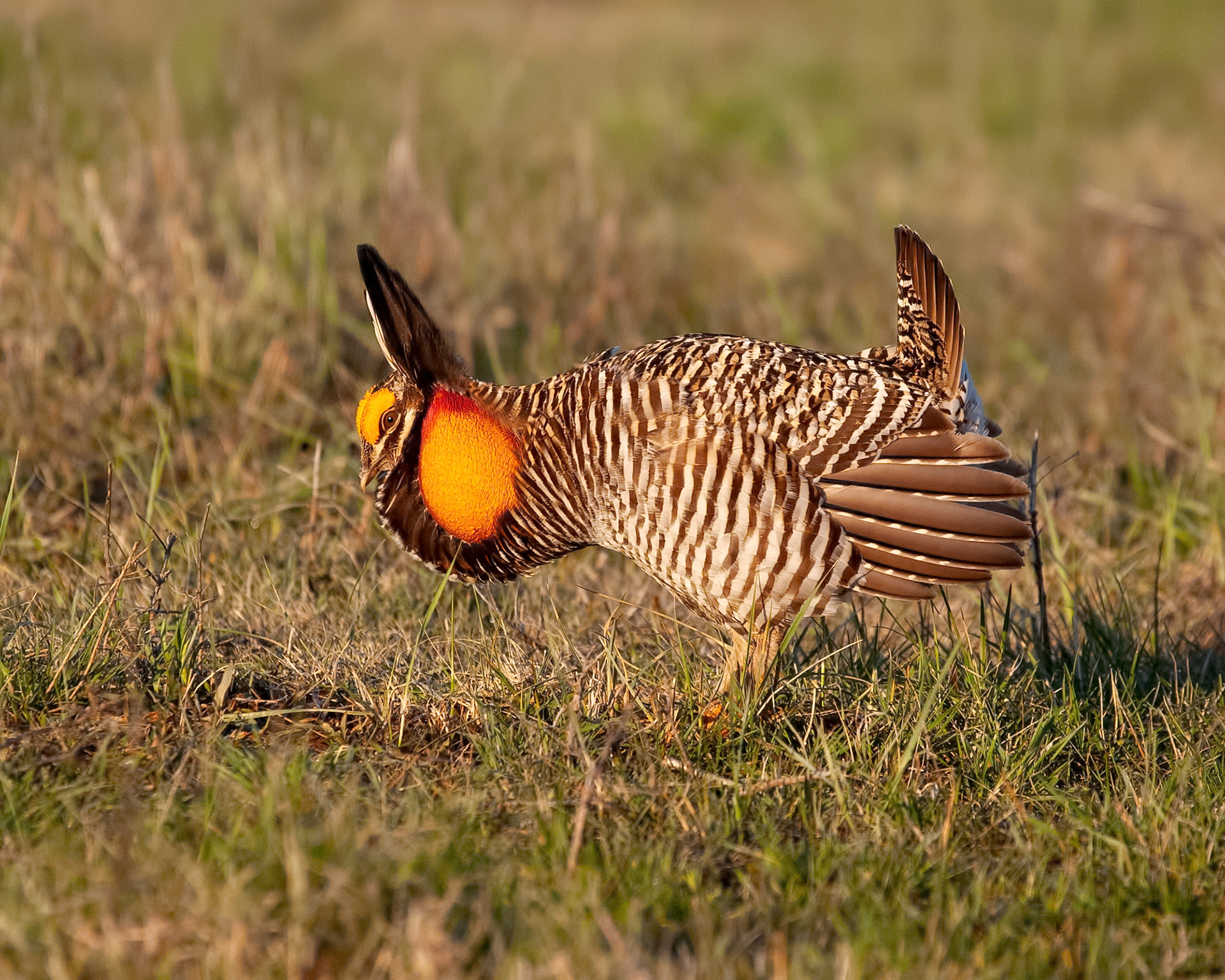 Greater Prairie-chicken 5