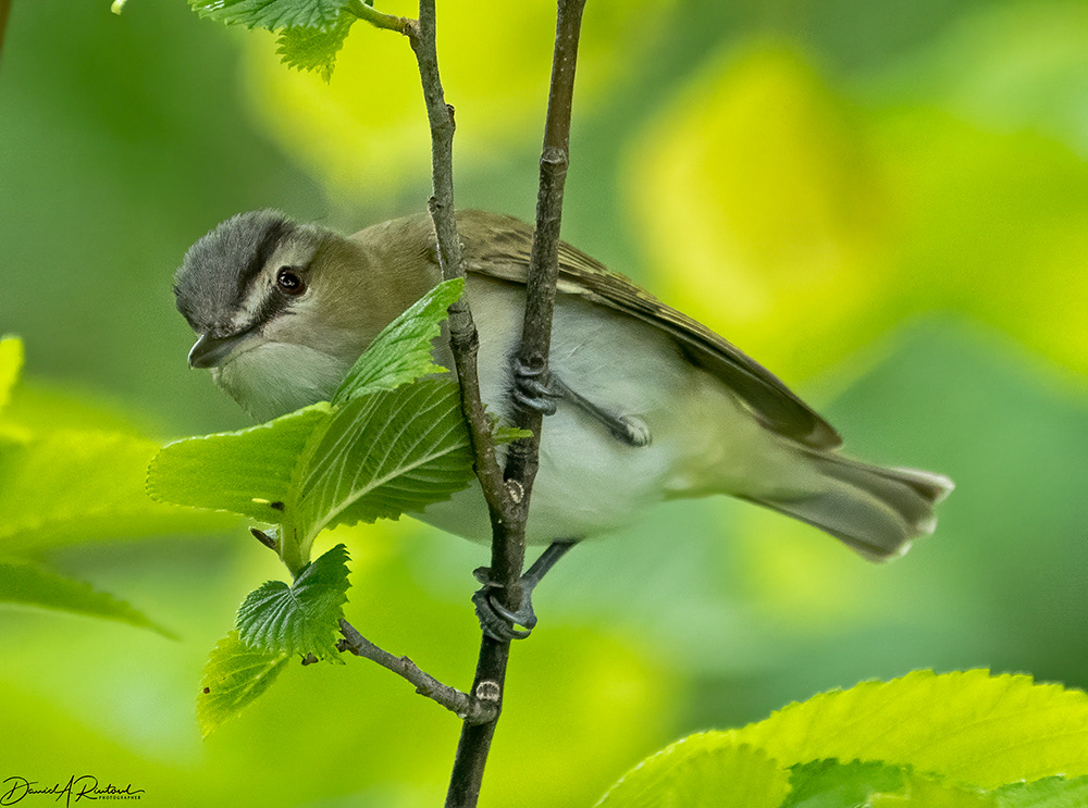 Red-eyed Vireo 2